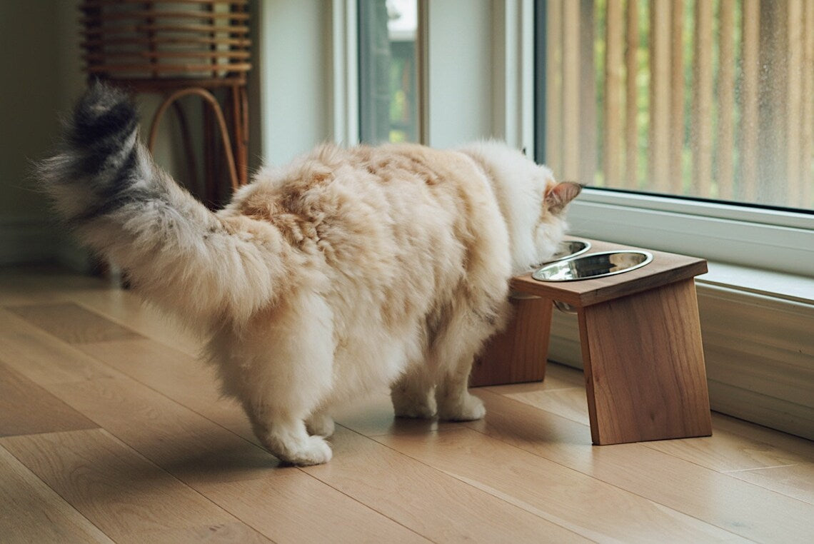 Comedero Mascota Feeder