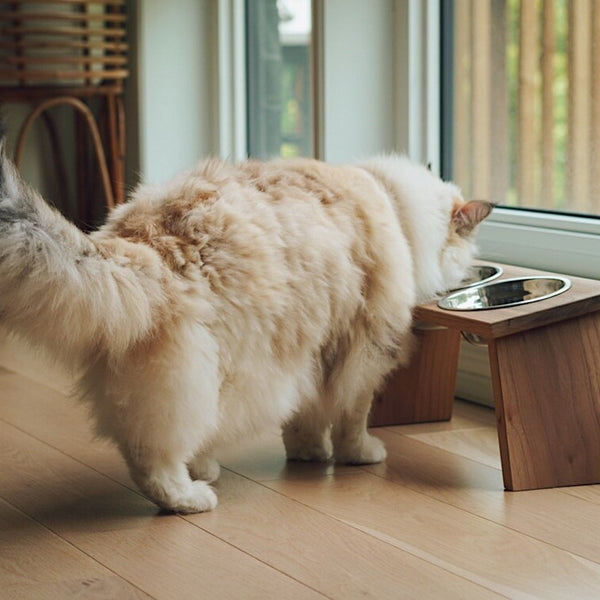 Comedero Mascota Feeder